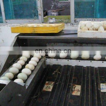CE approved new type egg grading production line egg grader line price in india
