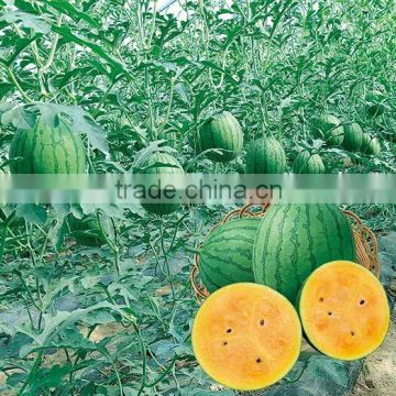 Special varieties of agricultural park and picking garden watermelon seeds for growing-Rainbow No.8