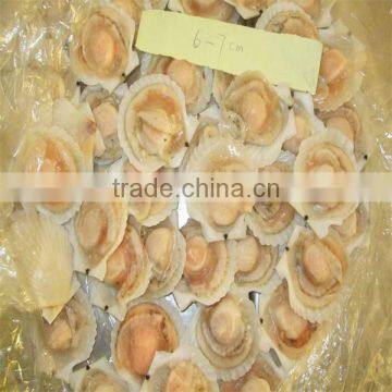 best quality seafood/half shell scallop(6-7cm)