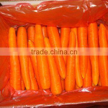 new crop Fresh Carrot in 10kg carton