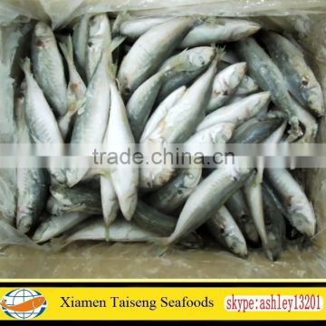 Grade A Frozen Round Scad Fish with Size 8-10