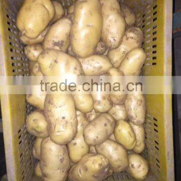 2016 hot sale high quality fresh potato