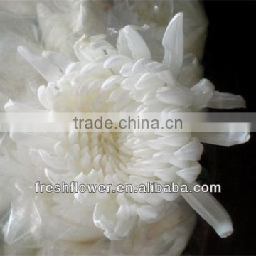 chrysanthemum cut flower