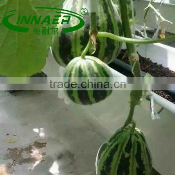 chili planting groove for Greenhouse cultivation must products