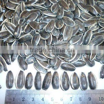 china best quality sunflower seed with low price