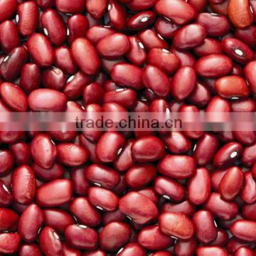 red kidney beans for hot sale and with free sample for sale