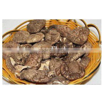 Green Healthy Dried Smooth Mushroom for Sale