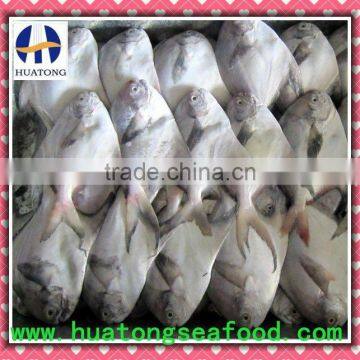 frozen grey pomfret(butterfly fish)80-100g