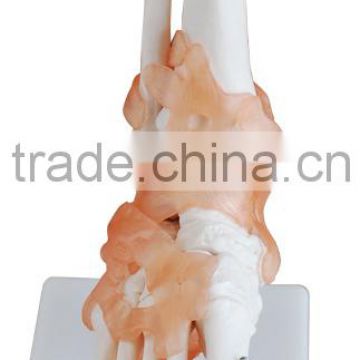 Life-Size Foot Joint Model With Ligament