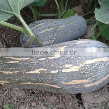 HPU11 Kuangba hammer orange F1 hybrid pumpkin seeds