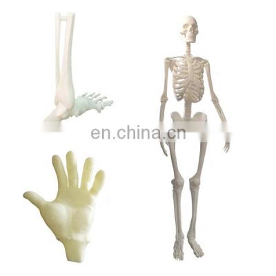 educational anatomical models anatomy model 3d Printing medical prototype graduation project custom supplier in China