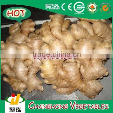 Fresh Ginger with 13.6kg/PVC Box with pallet