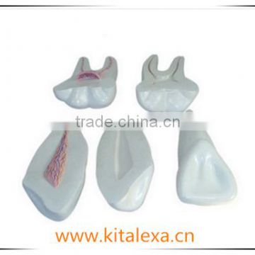 KA-TP00010 Tooth anatomy model (3 only / set)