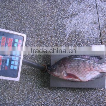 Professional manufacturer and exporter of frozen tilapia