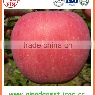 Yantai Fuji apple exporter in china with competitive price
