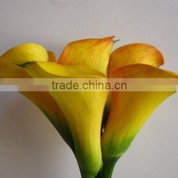 Reasonable price top sell fresh cut calla lily