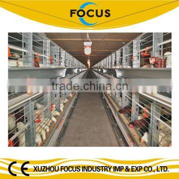 Focus industry baby chicken cage with drinking line and fodder line