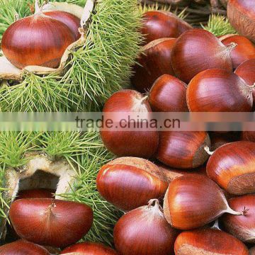 2012 sweet chestnut from china with best quality
