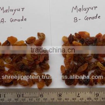 New crop 2014 Malyar raisin A Grade