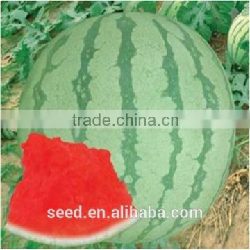 SX No.6 good resistance seedless watermelon seed for sale