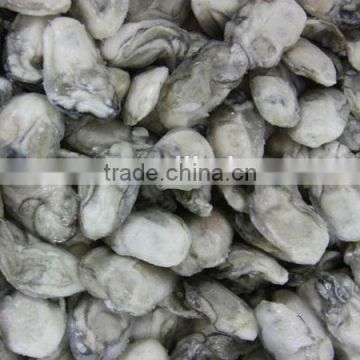frozen wholesale oyster shells 8-19