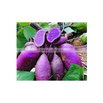 pure natural Purple Sweet Potato Extract manufacture ISO, GMP, HACCP, KOSHER, HALAL certificated