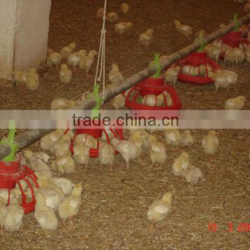 broiler feeding system for poultry farm
