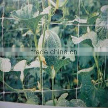 flower pea bean plastic plant support netting with good quality and cheap price
