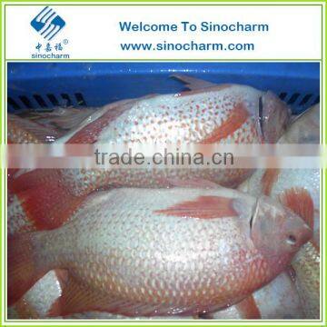 Fresh Water Farmed Frozen Tilapia Fish Fillet