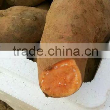 Exporter of Sweet Potato