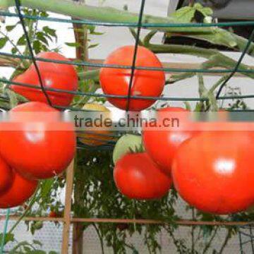 Tomato Trellis from Heavy Duty Galvanized or PVC Mesh Panels