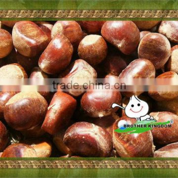 Fresh chestnut/good quality chestnut