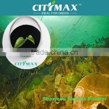 100% soluble dried seaweed price