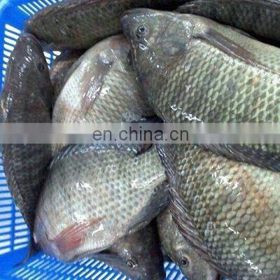 FROZEN IQF TILAPIA GGS FROM VIETNAM