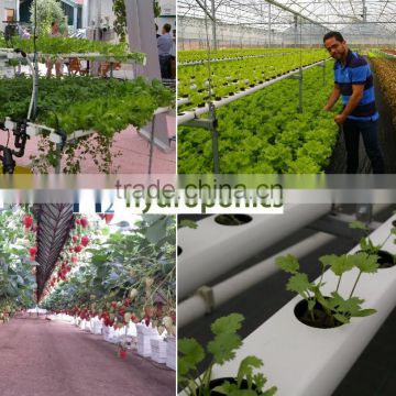 Hydroponics NFT Systems For Greenhouse