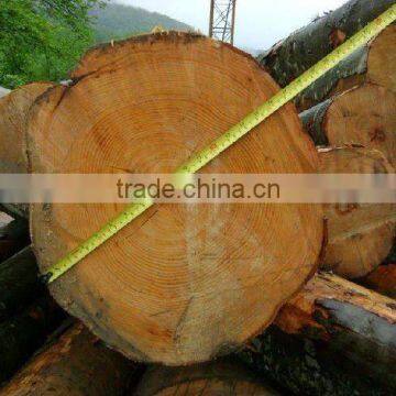 European Beech Logs