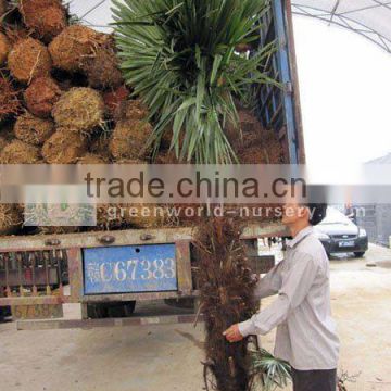 trachycarpus fortunei Chinese Windmill palm