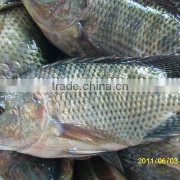 Cheap gutted scaled frozen tilapia