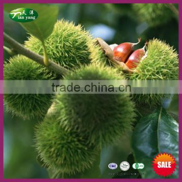 2015 New Crop Yanshan Hebei Origin Chinese Fresh Chestnuts