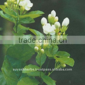 100% Pure Natural Jasmine Essential Oil9(Jasminum officinale)