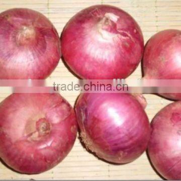 new crop fresh red onion