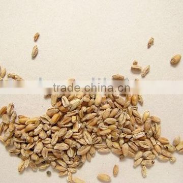 Fructus Tritici Levis extract powder