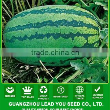 JW03 Fat and oblong shape watermelon seeds with dark green strip
