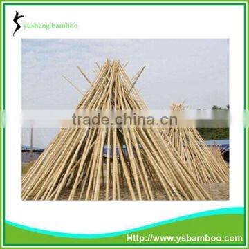 bamboo tonkin cane