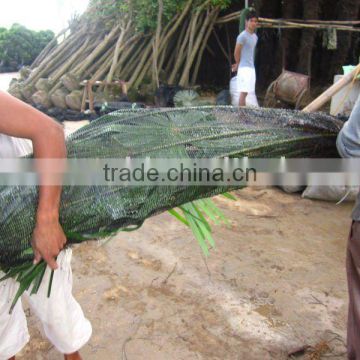 Trachycarpus fortunei windmill palms leaves packing