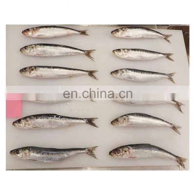 Hot sale IQF sardine fish for fishing bait with good price