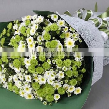 High Quality Beautiful Green Chrysanthumum Flower Party Decoration Wholesale From Kunming