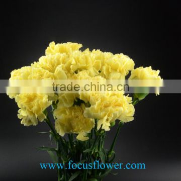Highly Competitive Sales Price Fresh Cut Fancy Carnation flower high grade fresh cut flowers wholesale from China supplier