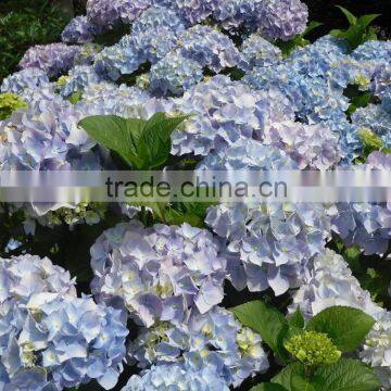 Top grade most popular fresh cut hydrangea flower