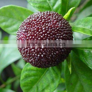 Fresh IQF Frozen red bayberry